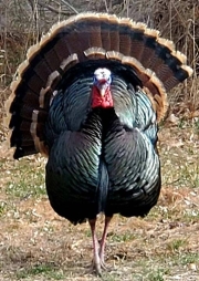 turkey22-13